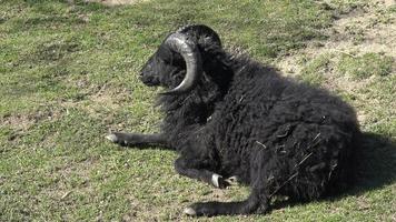 retrato de el ouessant oveja ovis Aries RAM video