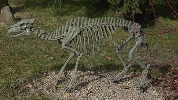 Skeleton of horse Eohippus. Prehistoric skeleton. video