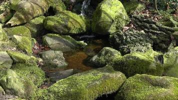 Creek flows over stones covered with moss video