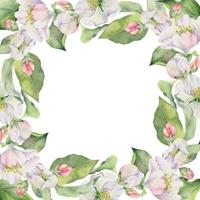 Hand drawn watercolor apple blossom, white and pink flowers with green leaves. Square frame composition. Isolated object on white background. Design for wall art, wedding, print, fabric, cover, card. vector