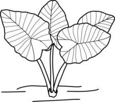 Caladium Plant Lineart vector