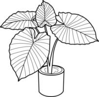 Caladium Plant Lineart vector