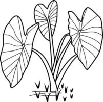 Caladium Plant Lineart vector
