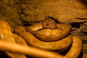 serpiente arrollado dentro un pelota foto