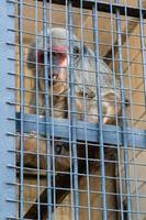 The monkey sits in a cage of the zoo photo