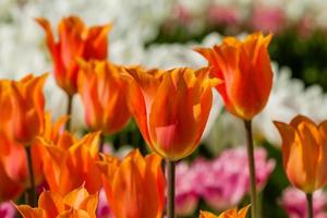 Spring field of colorful tulips photo