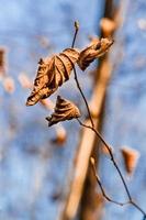 hojas de otoño marchitas en una rama de árbol foto