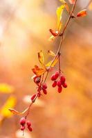 autumn branches with leaves and red berries on branches photo