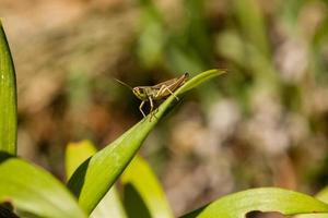 Green grasshopper sitting on green leaf photo