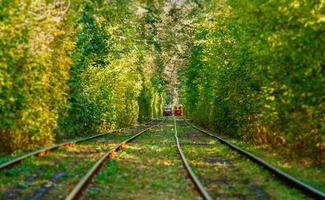 Tram and tram rails in colorful forest photo