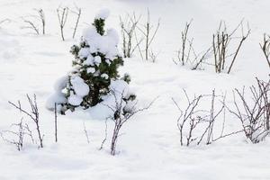 Green tree in the snow in sunny weather photo