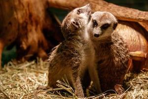 Beautiful meerkats are played photo
