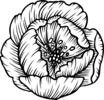 Line art vector peony flowers illustration. outline peonies drawing,