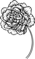 Line art vector peony flowers illustration. outline peonies drawing,