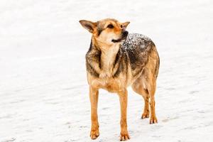 beautiful red-haired courtyard dog on snow photo