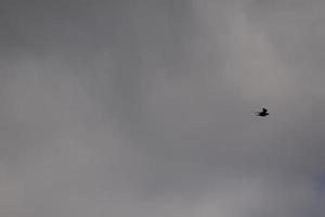 flying birds on a stormy weather and dark clouds photo