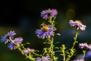 Field flowers on which insects and bees sit close up photo