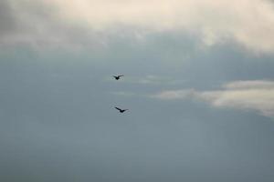 volador aves en un Tormentoso clima y oscuro nubes foto