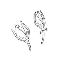 mano dibujado flores ylang ylang vector
