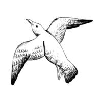 Sea gull flying. Isolated object drawn by hand in graphic technique. Vector illustration for beach, summer, nautical decoration and design.