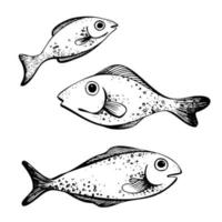 Three fish. Black and white hand-drawn illustration in graphic technique. Isolated, vector objects from the NAUTICAL GRAPHICS collection. For decoration and design.