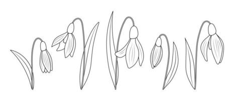 Snowdrop icons isolated on white background. vector