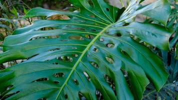 Green leaves of plant Monstera grows in wild climbing tree jungle, rainforest plants evergreen vines bushes. photo