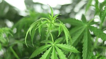 Cannabis Sativa Pflanze Nahansicht Schütteln. verschwommen Hintergrund mit Marihuana. thc Produktion. Hanf Anbau. video