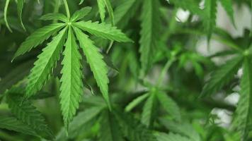 groß Blatt von Marihuana Nahansicht mit verschwommen Hintergrund mit Cannabis Pflanzen. organisch wachsen von Gras zum medizinisch verwenden. video