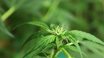 cannabis broto formando, folhas crescendo Tempo lapso imagens de vídeo, maconha plantar crescer video