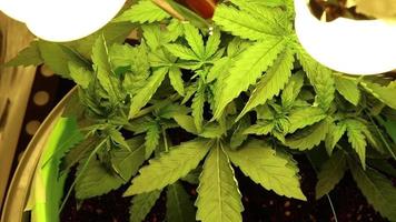 Innen- wachsend von Marihuana. oben Aussicht von Cannabis Blätter. organisch wachsen. video
