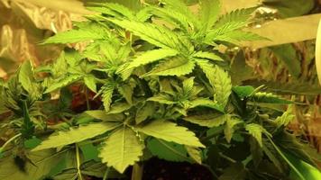 médico maconha cannabis crescendo interior conceito. cânhamo folhas acenando em vento. video