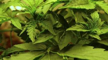 schließen oben Cannabis Marihuana Pflanze ziehen um und winken, medizinisch Droge verwenden. Gras wachsend video