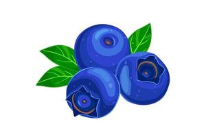 blueberry Isolated on white background. Eps10 vector illustration.