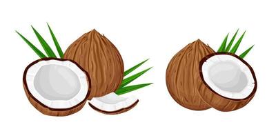 Coconuts and coconut half with leaves isolated on a white background. Vector illustration cartoon flat coconut icon isolated on white background.