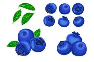 blueberry Isolated on white background. Eps10 vector illustration.