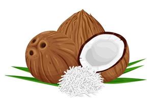 Coconuts and coconut half with leaves isolated on a white background. Vector illustration cartoon flat coconut icon isolated on white background.