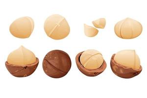 Peeled macadamia nuts. Horizontal composition isolated on white background. Package design element with clipping path.Made in cartoon flat style. Vector illustration