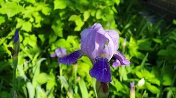 épanouissement violet iris fleur sur une parterre de fleurs parmi vert des buissons et herbes. fermer. ensoleillé et venteux temps. video