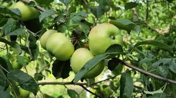 grön saftig äpplen hänga på träd grenar i sommar trädgård bland grön löv. Hem trädgårdsarbete. solig och blåsigt väder. video