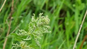 Stinging nettle blooms on a stem among dry and green grasses. Close-up. Back blurred background. video