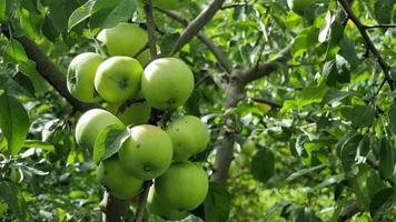 pequeño manzanas colgar en un árbol rama en un verano jardín entre verde hojas. hogar jardinería. soleado y Ventoso clima. video