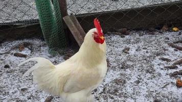 Doméstico pollos y un gallo caminar alrededor el yarda en el aldea. se congela país patio trasero. agricultura en invierno. video