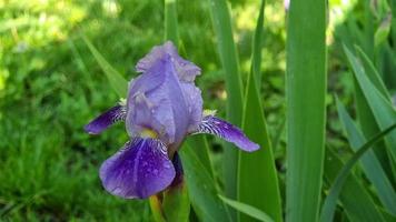 épanouissement violet iris fleur dans parterre de fleurs. vert tiges de iris. fermer. flou Contexte. video