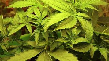 stänga upp cannabis marijuana växt rör på sig och vinka, medicinsk läkemedel använda sig av. ogräs växande. video