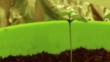 Jeune plante de cannabis chanvre croissance dans sol Haut vue video