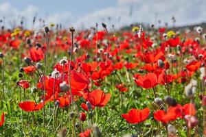 Wild red anemone flowers blooms close-up in spring against the blue sky. Desert of the Negev. Southern Israel. photo