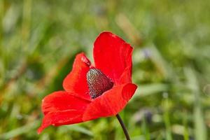 Wild red anemone flowers blooms close-up in spring. Desert of the Negev. Southern Israel. photo