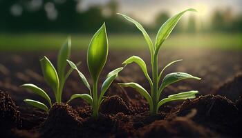 generativo ai, joven planta creciente en luz de sol desde el suelo, macro fotorrealista ilustración, agrícola vegetal. naturaleza orgánico sano granja comida concepto, horizontal bandera. foto