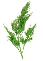 Green branch of dill on a white isolated background, fresh herbs photo
